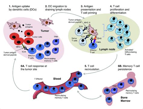 The Circuit Of Anti Tumor T Cell Immunity A Scheme Of Anti Tumor T