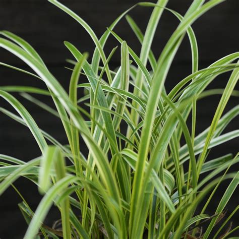 Liriope Muscari Variegata Variegated Lily Turf Lily Turf Liriope