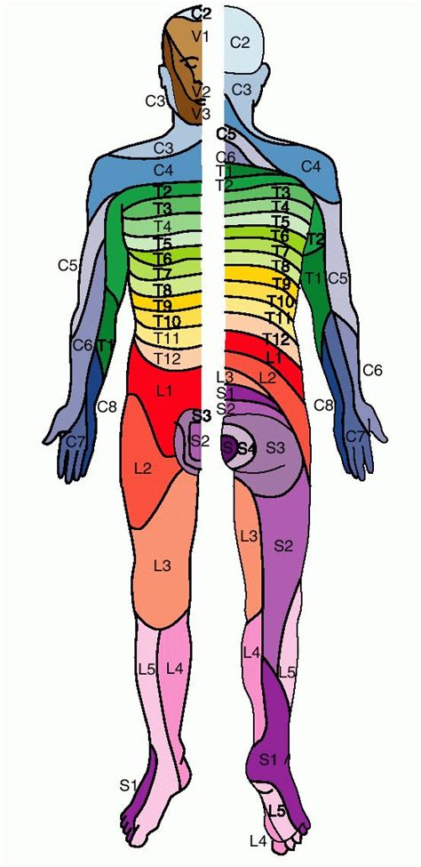 Full Size Picture dermatome.jpg