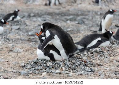 Two Gentoo Penguins Have Sex Stock Photo Shutterstock