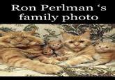 Ron Perlman Cats Know Your Meme