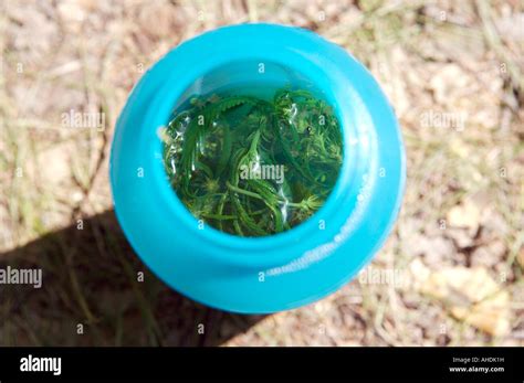 Marijuana Tea Altai Russia Stock Photo - Alamy