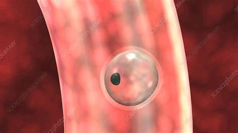 Fertilisation Stock Video Clip K Science Photo Library