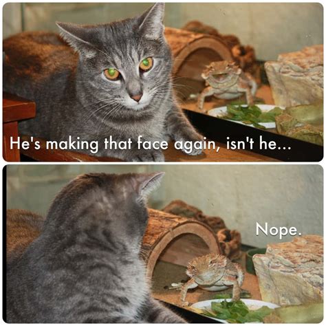 funny cute animals memes