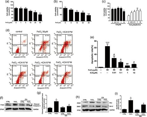 Icariin Protects Against Iron Overload‐induced Bone Loss Via