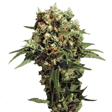 Купить семена конопли Kalashnikova Automatic Green House Seeds ⚡ почтой ...