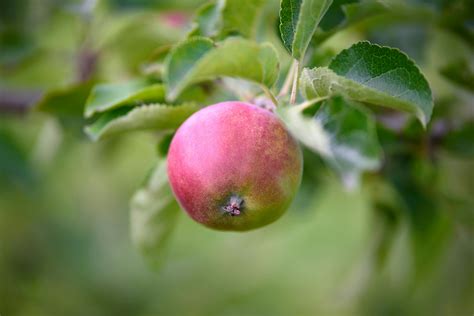 Red And Green Fruit · Free Stock Photo