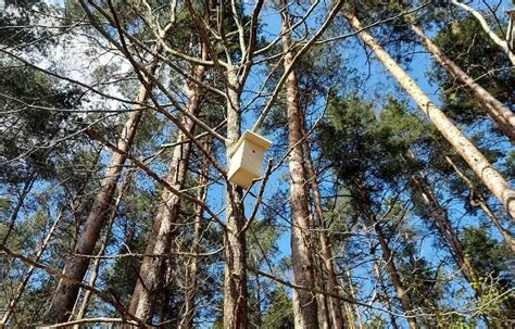Ignalinoje Miško Parkas Aina Aukštaitijos Internetinė Naujienų