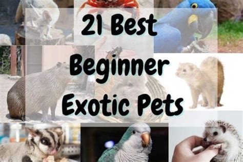 12 Best Beginner Birds A Complete Guide The Pet Savvy