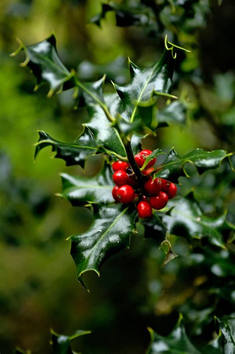 Your Complete Guide to Holly Trees and Berries - Birds and Blooms