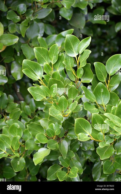 New Zealand Broadleaf Papauma Or Kapuka Griselinia Littoralis