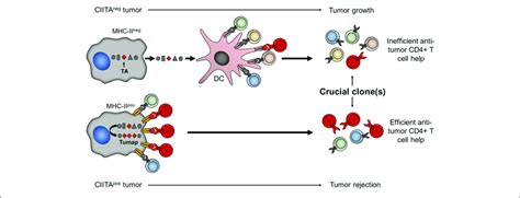 Tumor Cells Expressing Ciita Driven Mhc Ii Molecules Are Potent