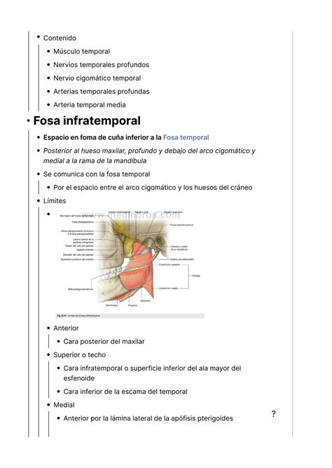 Solution Lab9 Fosa Temporal E Infratemporal Gl Ndula Par Tida M Sculos