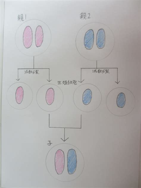無性生殖と有性生殖の違い～体細胞分裂と減数分裂、2つの細胞分裂の違いは染色体の数にあった～ | いやになるほど理科～高校入試に向け、”わから ...