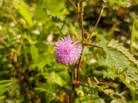 Eine Nahaufnahme Von Mimosa Pudica Auch Empfindliche Pflanze Genannt