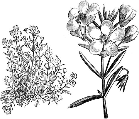 Habit and Flowers of Anagallis Linifolia | ClipArt ETC