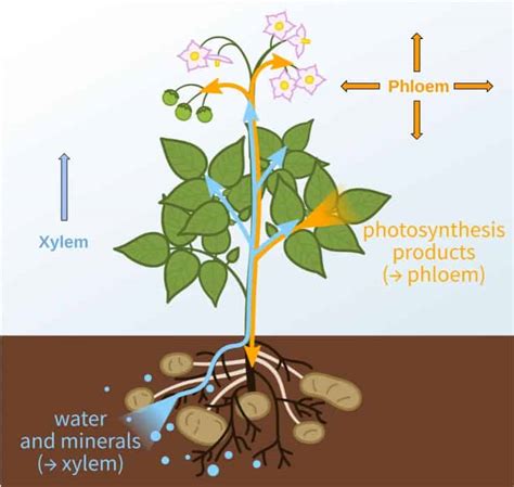 Hands-on Activities to Study the Plant Vascular System - Kristin Moon ...