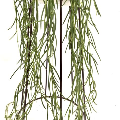 Hoya Linearis in hanging pot - Cambridge Bee