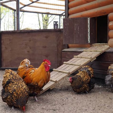 how to get chickens back in coop