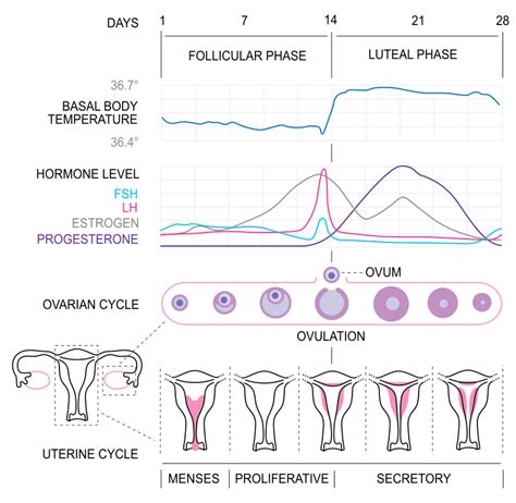 Difference Between Estrous And Menstrual Cycle Compare The Difference