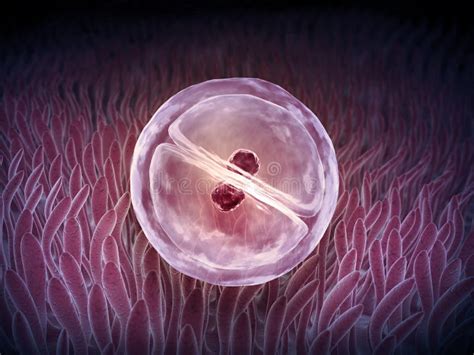 Zygote Stock Illustrations 1815 Zygote Stock Illustrations Vectors