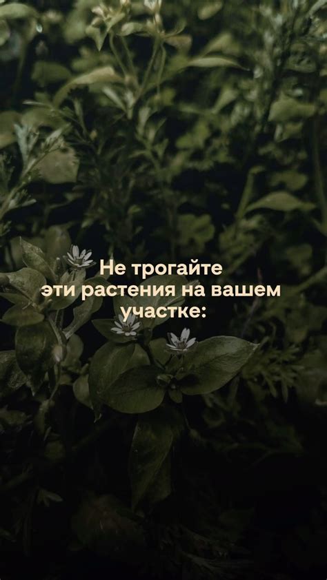 БЛАГО | УДОБРЕНИЕ ДЛЯ САДА И ОГОРОДА | А вы как радуетесь новым ...