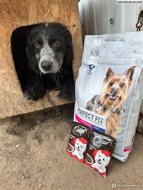 Корм для собак Cesar "Тушёная телятина с овощами в желе" - «Потрясающий ...