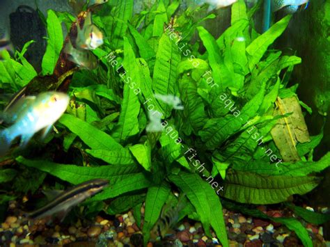 Java Fern (Microsorium pteropus) Care Guide: Origin, Propagation, and ...