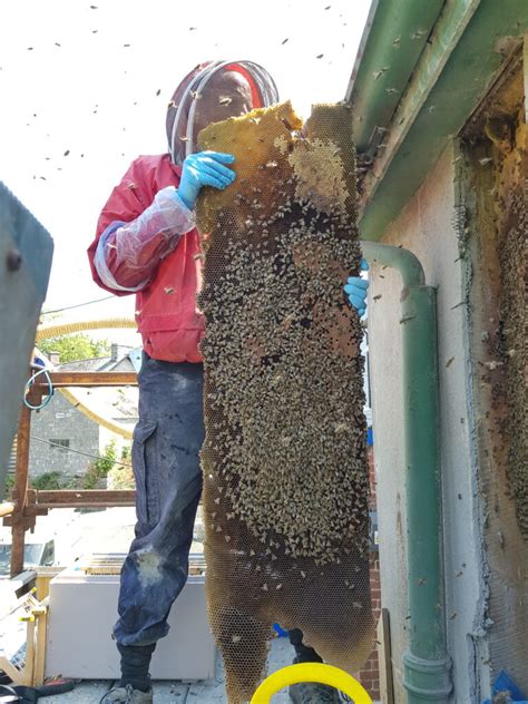 Honey bees in walls - removed by knowledgeable Specialists