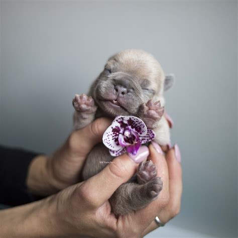 Photos of our Past French Bulldog Puppies — NW Frenchies