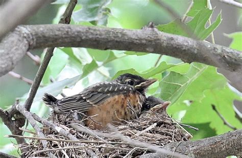 Leaving The Nest Robins Take Flight Nature Is My Therapy
