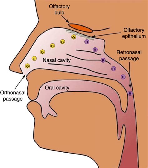 Olfactory Organs Physiology Of The Sense Of Smell