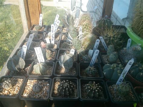 Моя коллекция кактусов. | Пикабу