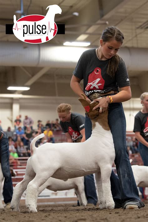 AKSARBEN Stock Show Top 5 Market Goats The Pulse