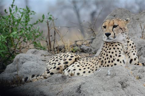 Quando I Giganti Abitavano La Terra 2