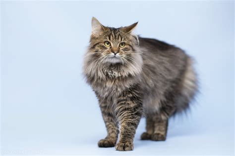 Гредик – Притулок для безхатніх тварин "В добрі руки"