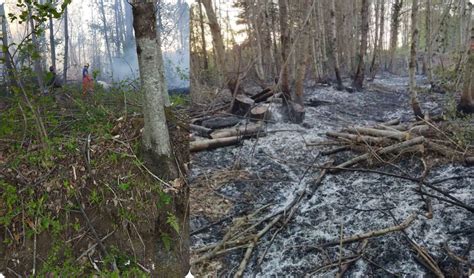 Castelli Romani incendio devasta un ettaro di bosco più di tre ore