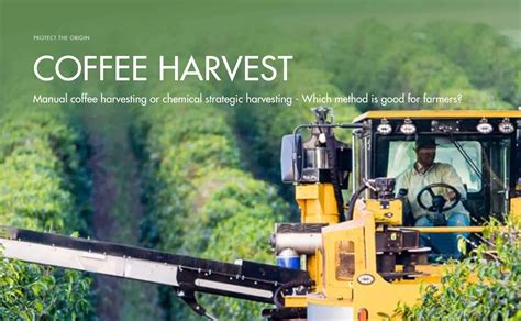 Which method is more advantageous for farmers: manual coffee harvesting ...