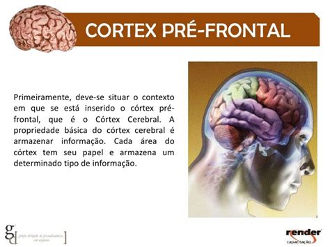 Quando O Cortex Pre Frontal Termina De Se Desenvolver - Apresentação Fisiologia