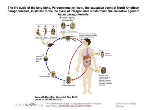 Paragonimus Westermani Life Cycle