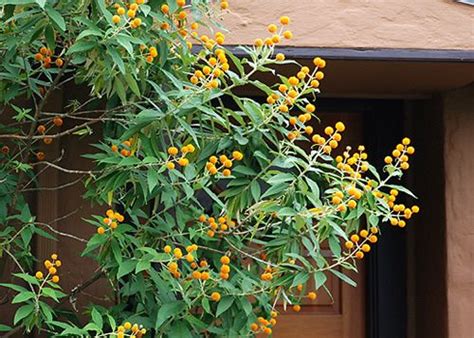 Буддлея Желтая Фото – Telegraph