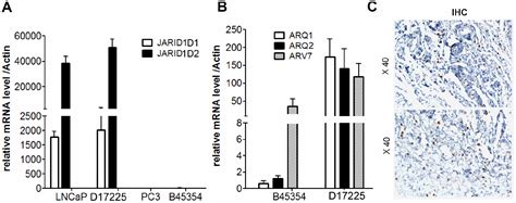 Establishment And Characterization Of Patient Derived Xenografts For