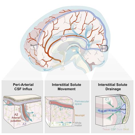 The Glymphatic System Current Understanding And Modeling Iscience