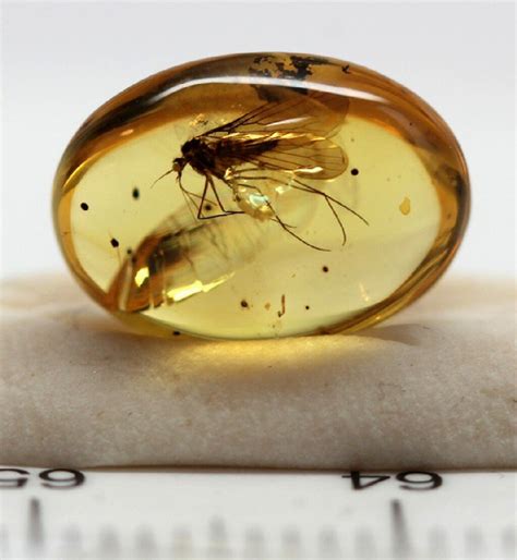 Burmite Cretaceous Fossil Amber with Caddisfly