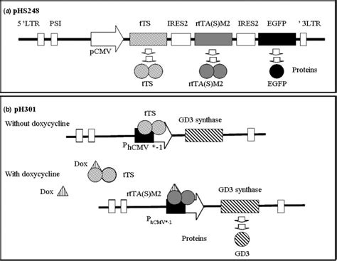 Diagrammatic Representations Of The Construct For The Tri Cistronic