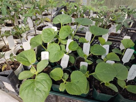 «Покупной грунт, прощай навсегда! И забудь про мою Рассаду»