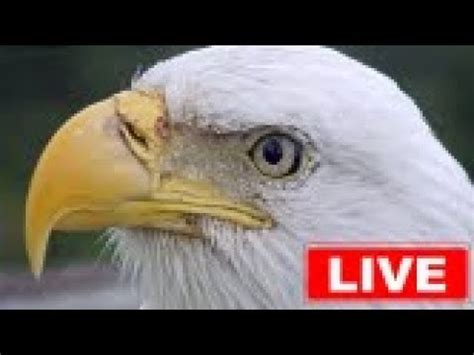 Southwest Florida Eagle Cam - YouTube