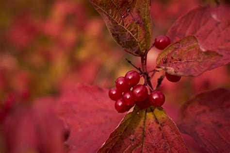 Осень калина красная | Пикабу