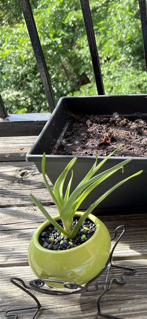 is aloe toxic to cats 5