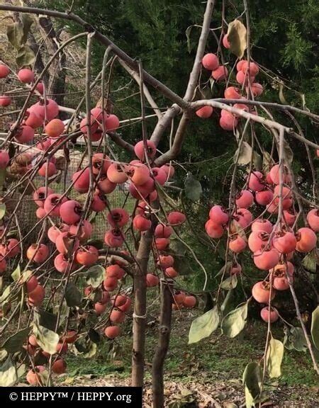 Persimmon fruit trees are attractive, EASY to grow, and prolific fruiters